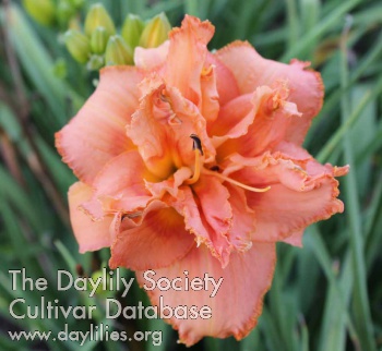 Daylily Twisted Whiskers